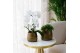 Phalaenopsis elegant cascade Kolibri Orchids Niagara fall mix 1 tak in 
