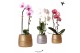 Phalaenopsis elegant cascade Kolibri Orchids Niagara fall mix 2 tak in 