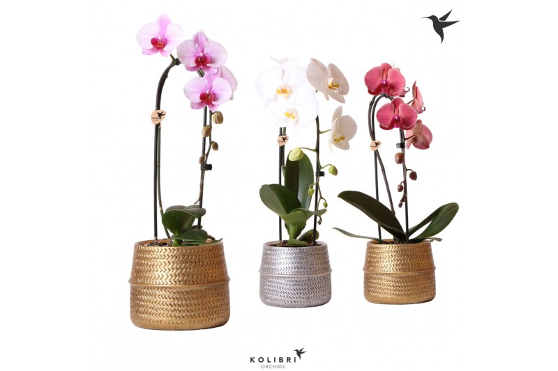 Phalaenopsis elegant cascade Kolibri Orchids Niagara fall mix 2 tak in 