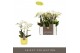 Phalaenopsis multiflora wit Optifriend Sandra 3 spike in Chianti yello 