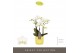 Phalaenopsis multiflora wit Optifriend Sandra 3 spike in Chianti yello 