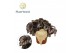 Begonia blad rex magic colours cumbia Begonia rex Cumbia 12cm 3 pp 