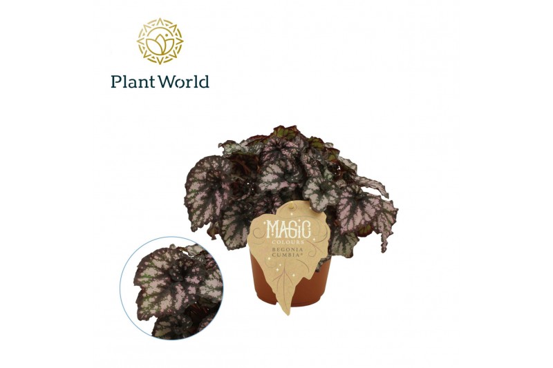 Begonia blad rex magic colours cumbia Begonia rex Cumbia 12cm 3 pp 