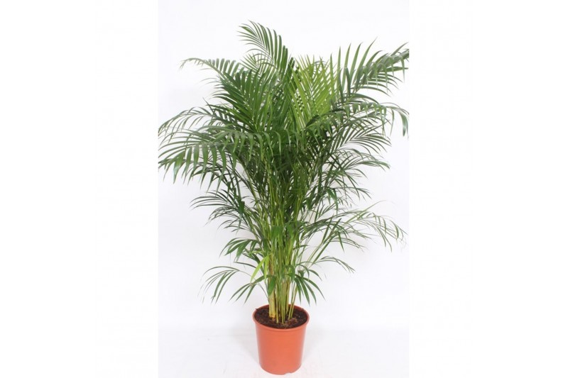 Dypsis lutescens 