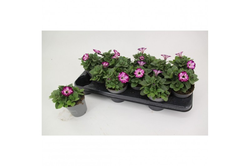 Petunia royal sky 