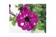 Petunia royal sky 
