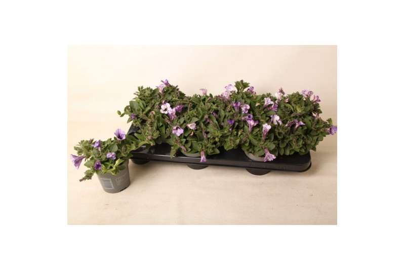 Petunia lavender sky 