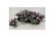 Petunia lavender sky 