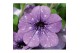 Petunia lavender sky 