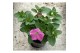 Petunia pink cascadia Petunia roze 