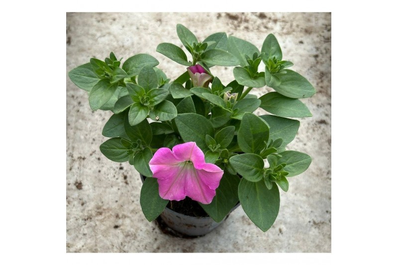 Petunia pink cascadia Petunia roze 