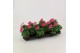 Petunia pink cascadia Petunia roze 