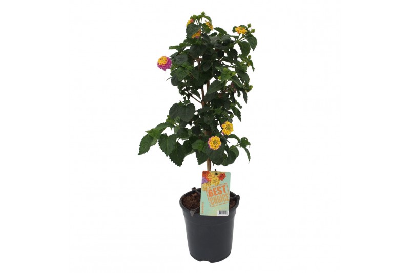 Lantana camara roze op stam 