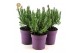 Lavandula stoechas anouk 