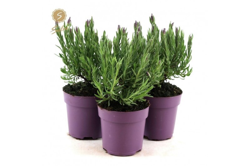 Lavandula stoechas anouk 