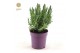 Lavandula stoechas anouk 