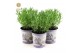Lavandula stoechas anouk in zinc lavender 