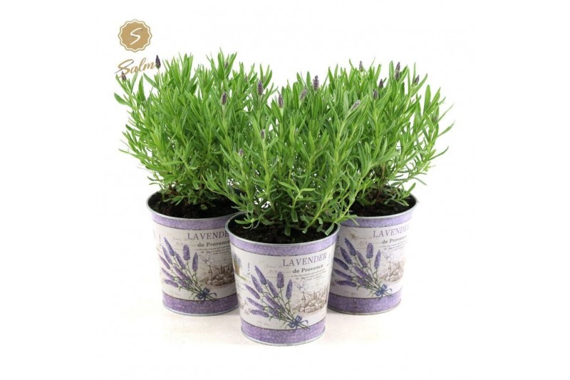 Lavandula stoechas anouk in zinc lavender 