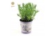 Lavandula stoechas anouk in zinc lavender 