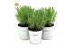 Lavandula stoechas anouk in zinc old-look 