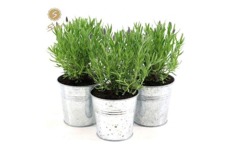 Lavandula stoechas anouk in zinc old-look 