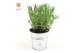 Lavandula stoechas anouk in zinc old-look 