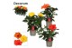 Hibiscus rosa-sinensis mix Decorum mixtray 