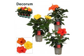 Hibiscus rosa-sinensis mix Decorum mixtray