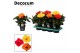 Hibiscus rosa-sinensis mix Decorum mixtray 