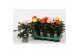 Hibiscus rosa-sinensis mix Decorum mixtray 