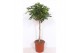 Schefflera arboricola compacta op stam,1 pp,1 pp,1 pp 