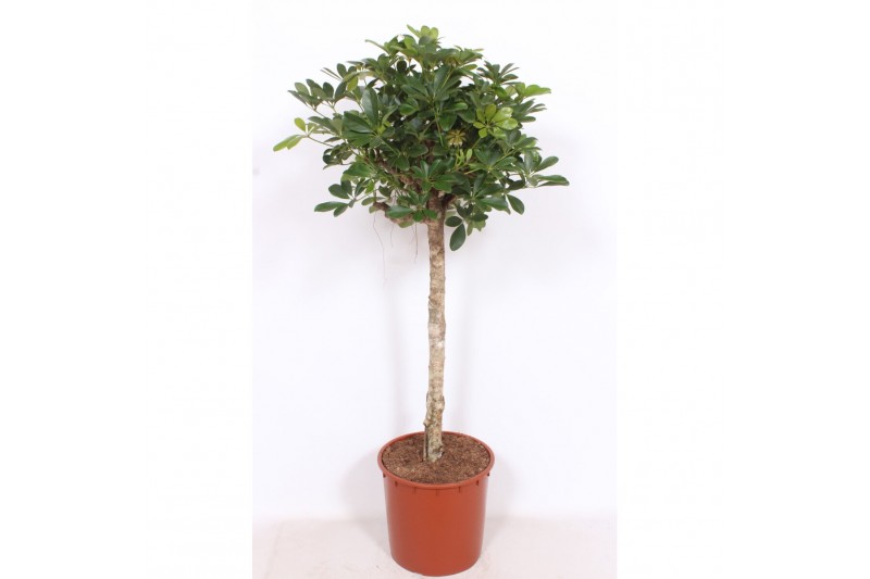 Schefflera arboricola compacta op stam,1 pp,1 pp,1 pp Schefflera arboricola compacta op stam,1 pp,1 pp,1 pp