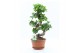 Ficus microcarpa ginseng s-type 