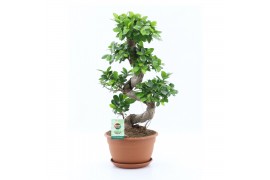 Ficus microcarpa ginseng s-type