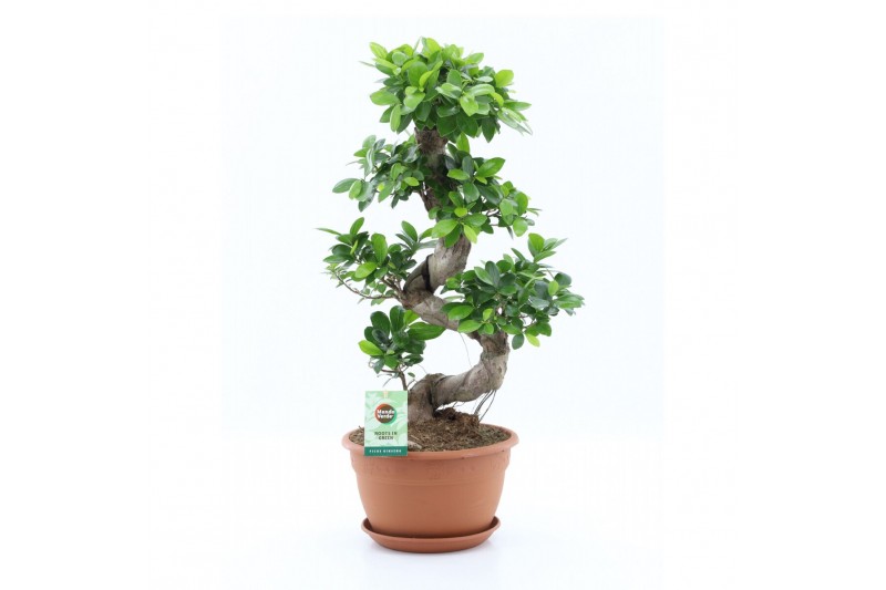Ficus microcarpa ginseng s-type 