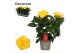 Hibiscus rosa-sinensis aura Decorum geel 