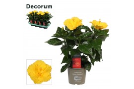 Hibiscus rosa-sinensis aura Decorum geel