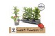 Solanum lycopersicum tomaat Farmzy® Sweet Princess, tomato plant 