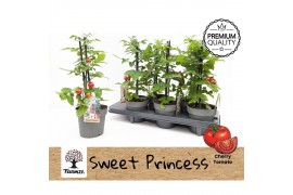 Solanum lycopersicum tomaat Farmzy® Sweet Princess, tomato plant