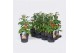 Solanum lycopersicum tomaat Farmzy® Sweet Princess, tomato plant 