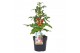 Solanum lycopersicum tomaat Farmzy® Sweet Princess, tomato plant 