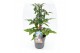Solanum lycopersicum tomaat Farmzy® Sweet Princess, tomato plant 