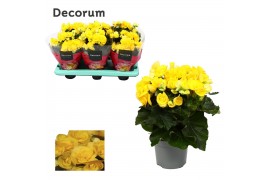 Begonia elatior du. rebecca geel decorum