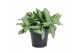 Murdannia loriformis bright star 