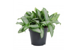 Murdannia loriformis bright star