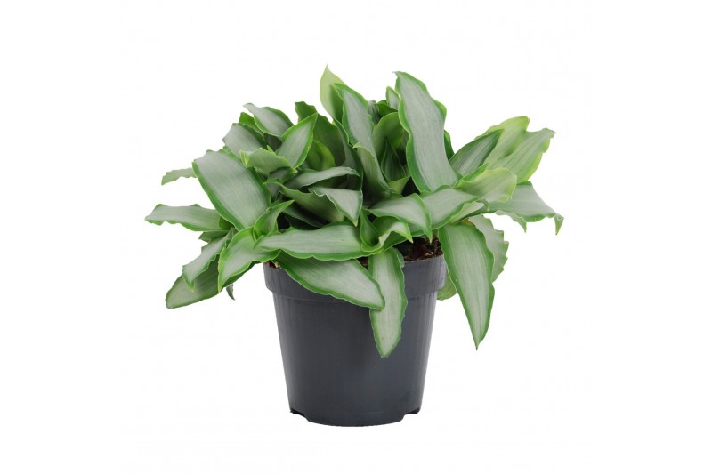 Murdannia loriformis bright star 