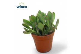 Crassula Rusby