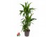 Dracaena fragr. janet craig 60-30-15 