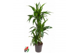 Dracaena fragr. janet craig 60-30-15