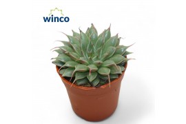 Graptopetalum filiferum